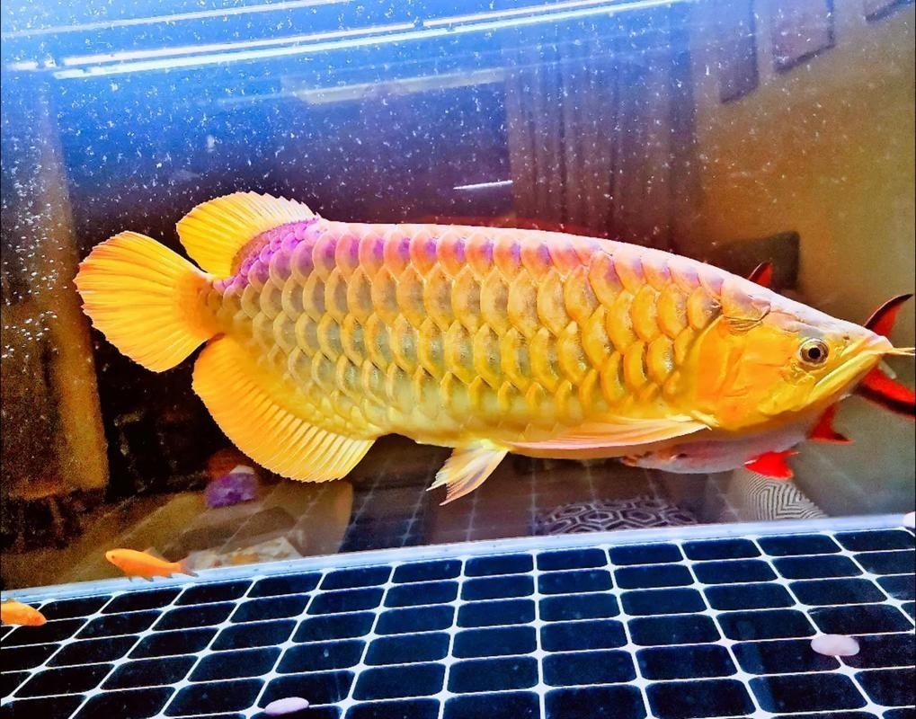 紅龍馭者圖片