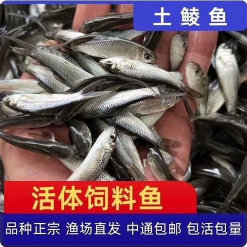 紅龍魚幼魚吃什么長得快？