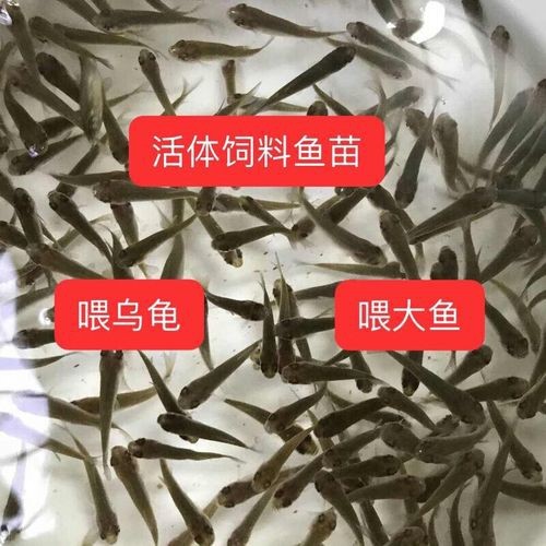 紅龍魚幼魚吃什么長得快？