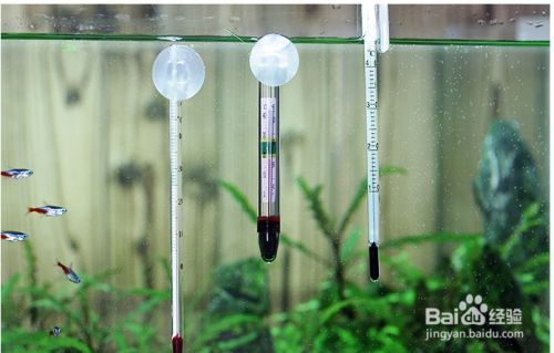 魚缸水溫異常的解決辦法：如何選擇適合的冷水機，魚缸水位控制技巧，夏季魚缸降溫自然方法