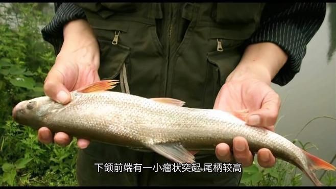 紅尾魚和翹嘴的區別