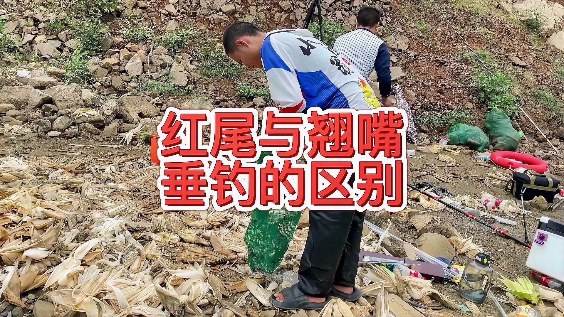 紅尾魚和翹嘴的區別