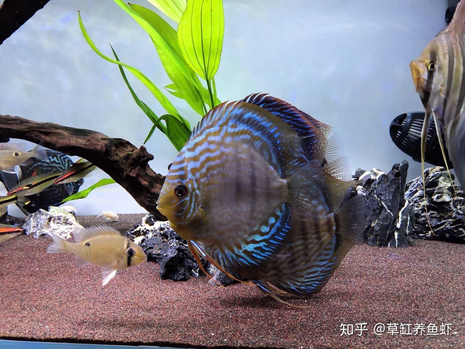 黑魚缸適合養什么熱帶魚好（黑色魚缸適合養什么樣的魚）