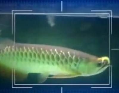 金龍魚(yú)戰(zhàn)斗力強(qiáng)嗎值得養(yǎng)嗎（金龍魚(yú)與銀龍魚(yú)的日常飲食指南，金龍魚(yú)與銀龍魚(yú)的區(qū)別）