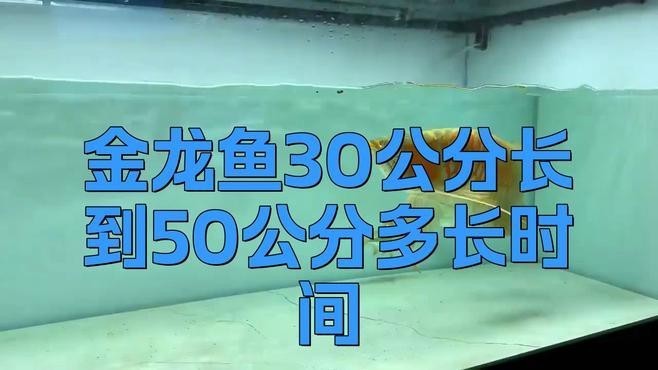 金龍魚魚苗多久可以長大