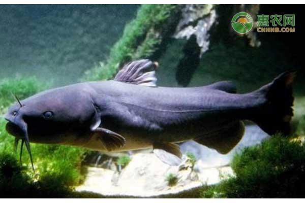 鯰魚公母對照圖