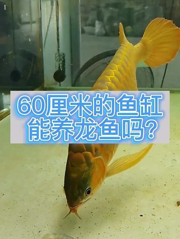 60的缸養龍魚可以嗎