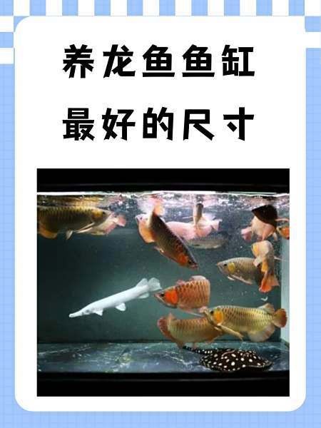 60的缸養龍魚可以嗎