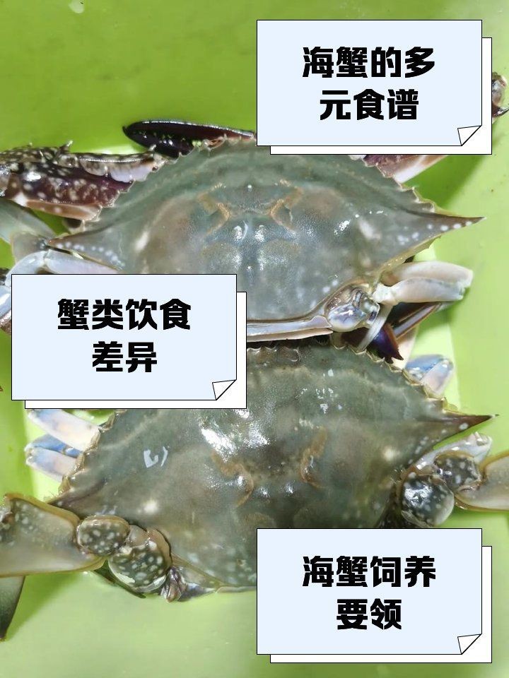 海螃蟹吃什么