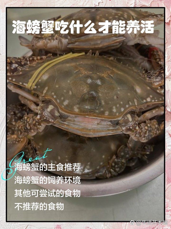 海螃蟹吃什么