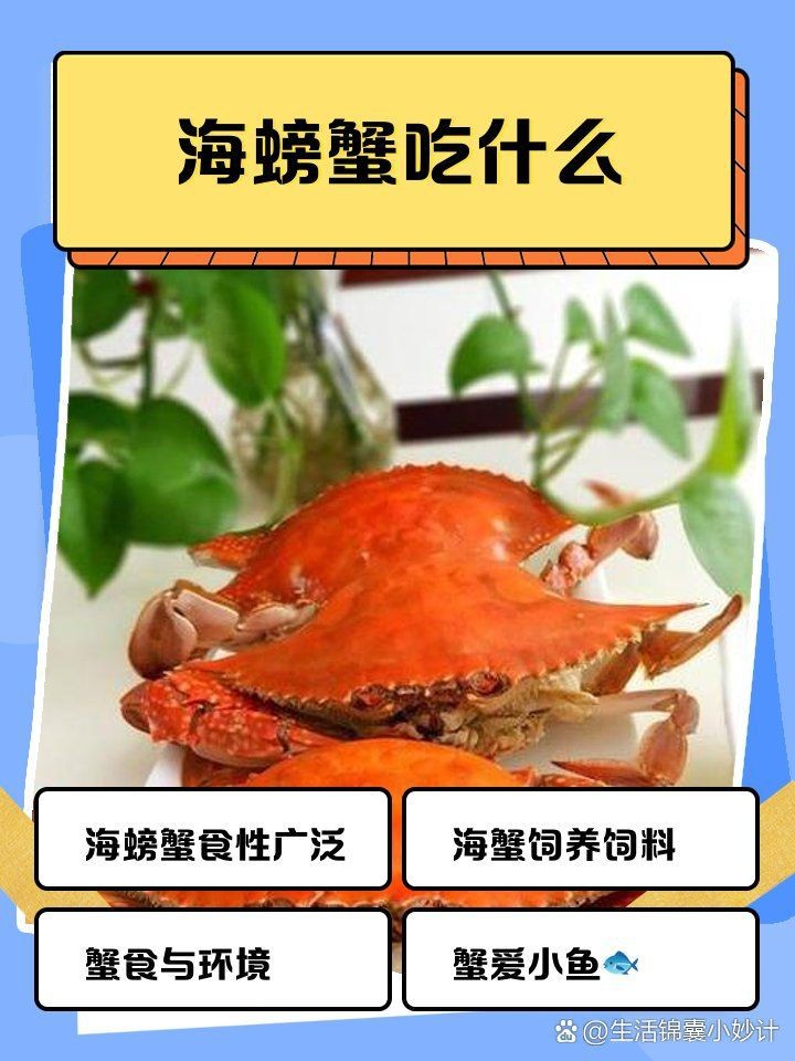 海螃蟹吃什么