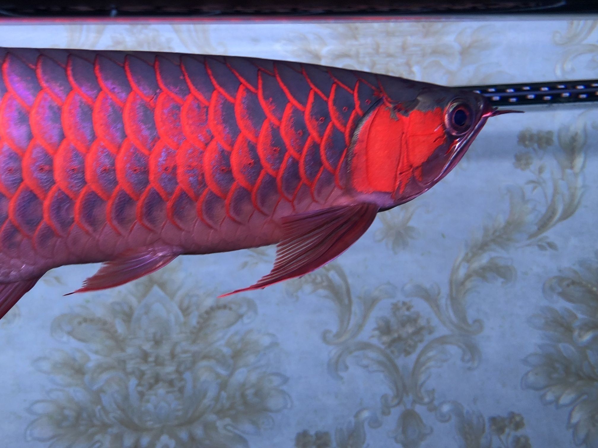 龍魚隆背：如何判斷龍魚是否隆背