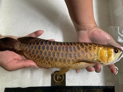 龍魚隆背：如何判斷龍魚是否隆背
