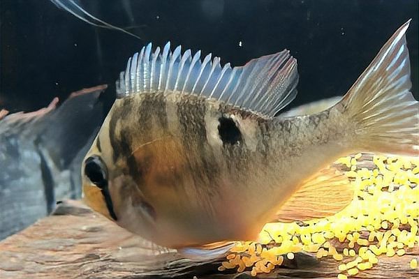 單養(yǎng)一條龍魚會產(chǎn)卵嗎