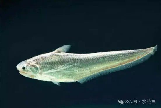 高海拔2000適合養(yǎng)什么魚 高海拔2000適合養(yǎng)什么魚 龍魚論壇 第10張