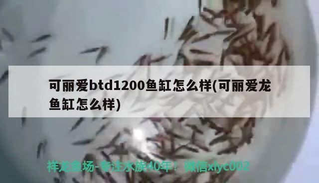 翡翠品種