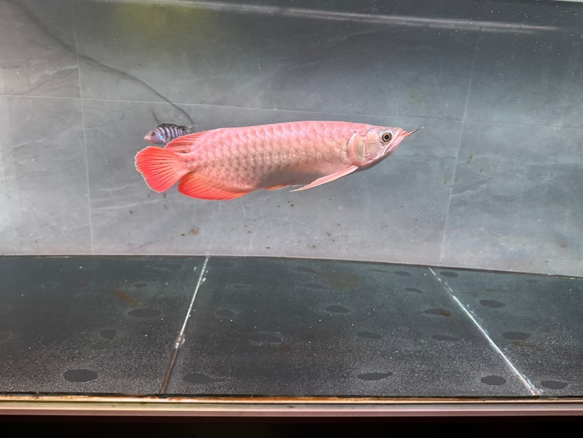 第一次養(yǎng)紅龍
