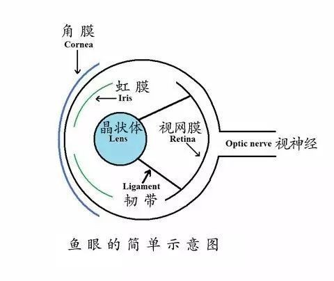 紅龍魚眼睛腫了會自愈嗎