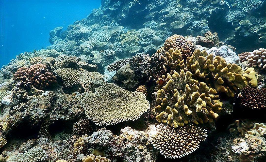 水族鹽是海鹽嗎