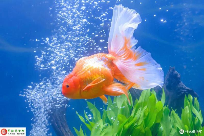 水族鹽是海鹽嗎