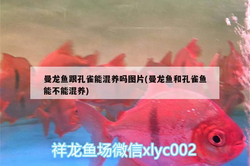 富源古敢水族鄉小胡百貨店——傳承水族文化，云南富源古敢水族鄉小胡百貨店——傳承水族文化