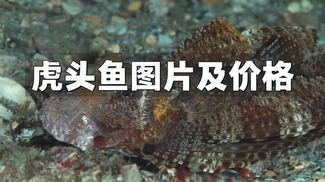 如何治療龍魚鰓蓋爛洞（如何治療龍魚的鰓蓋爛洞）