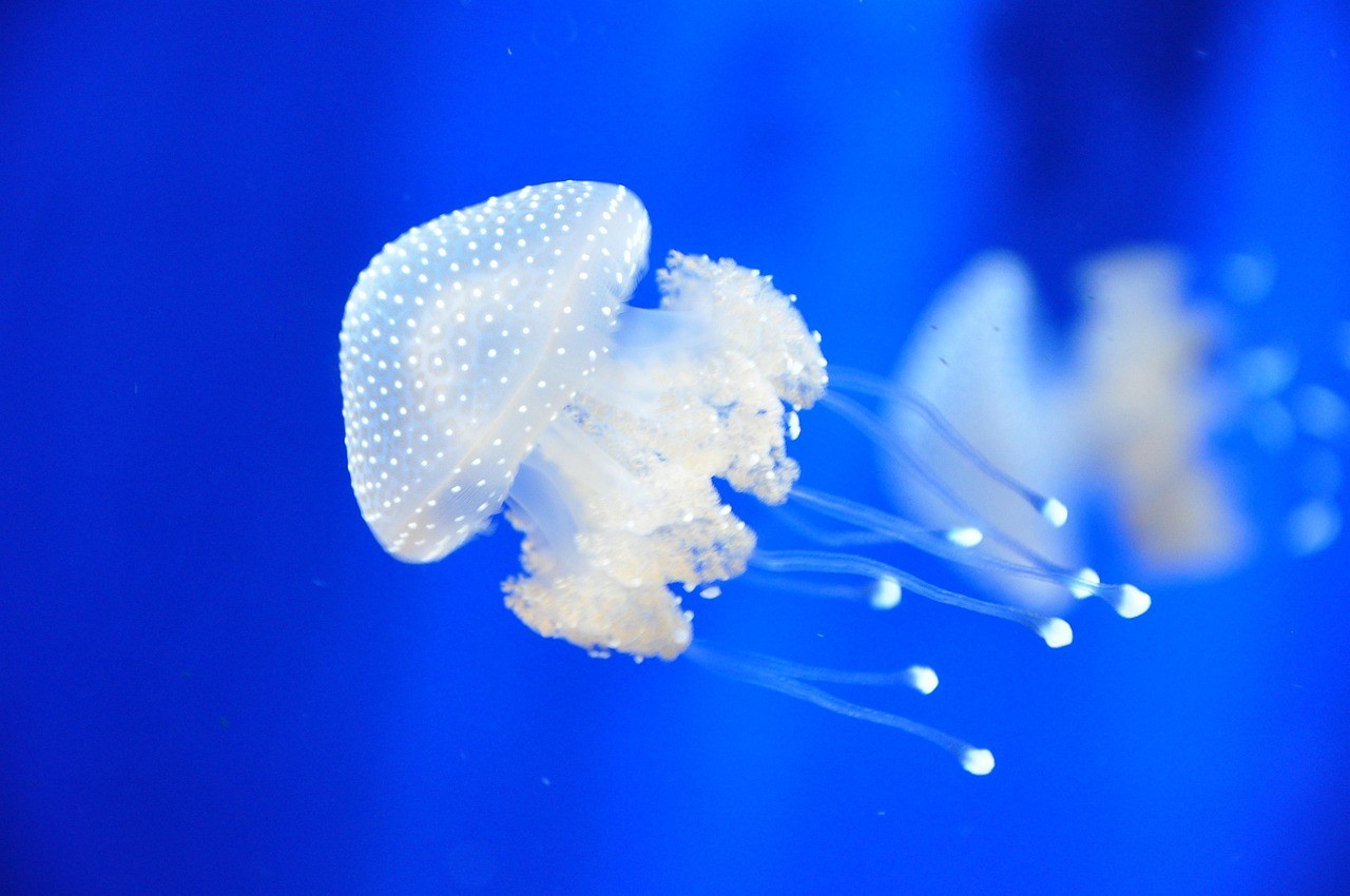 蘭溪市藍海洋水族館(蘭溪市藍海洋水族館電話) 全國水族館企業名錄 第1張 蘭溪市藍海洋水族館(蘭溪市藍海洋水族館電話) 蘭溪市藍海洋水族館(蘭溪市藍海洋水族館電話) 全國水族館企業名錄 第1張