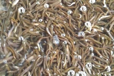龍魚喂泥鰍好還是蝦好：喂泥鰍和喂蝦各有優勢，但也存在一定的風險