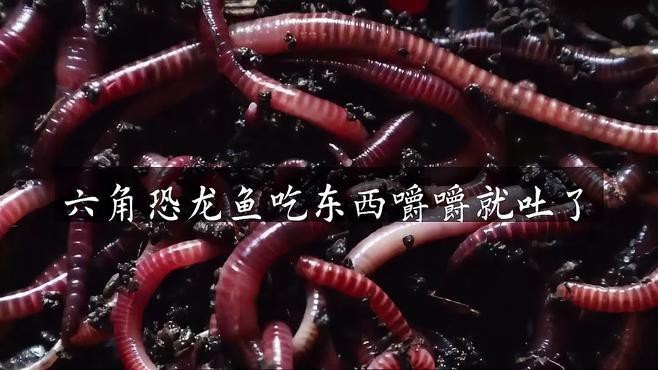 能詳細(xì)說說龍魚吐食的癥狀嗎？