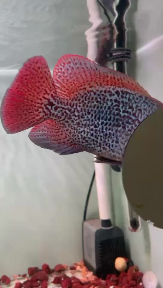 蛇紋龍亞