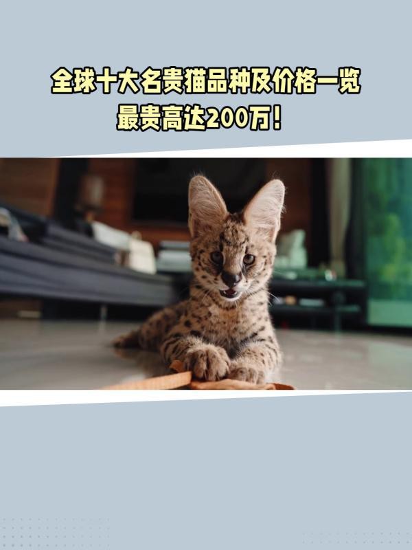 十大名貴貓前十名