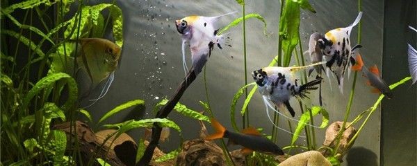 魚缸選哪種好用（新手魚缸選哪種好用，魚缸選哪種好用，）