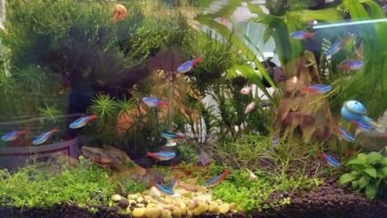 魚缸選哪種好用（新手魚缸選哪種好用，魚缸選哪種好用，）