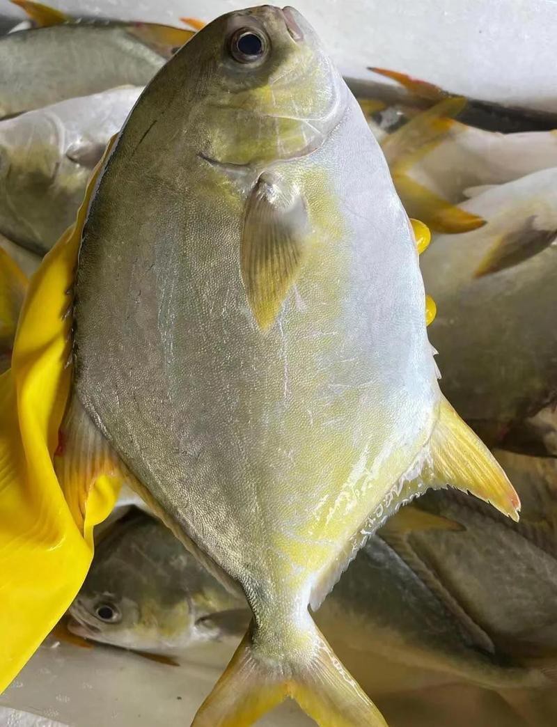 淡水金鯧魚