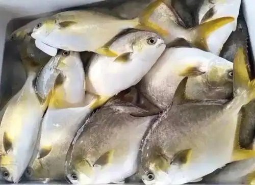 淡水金鯧魚