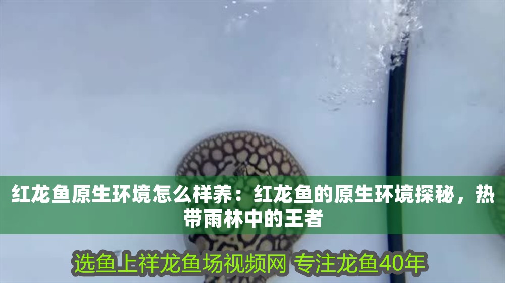 紅龍魚原生環(huán)境怎么樣養(yǎng)：紅龍魚的原生環(huán)境探秘，熱帶雨林中的王者