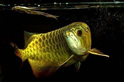 龍魚有啥寓意和象征意義呢：龍魚在亞洲文化中具有豐富的寓意和象征意義