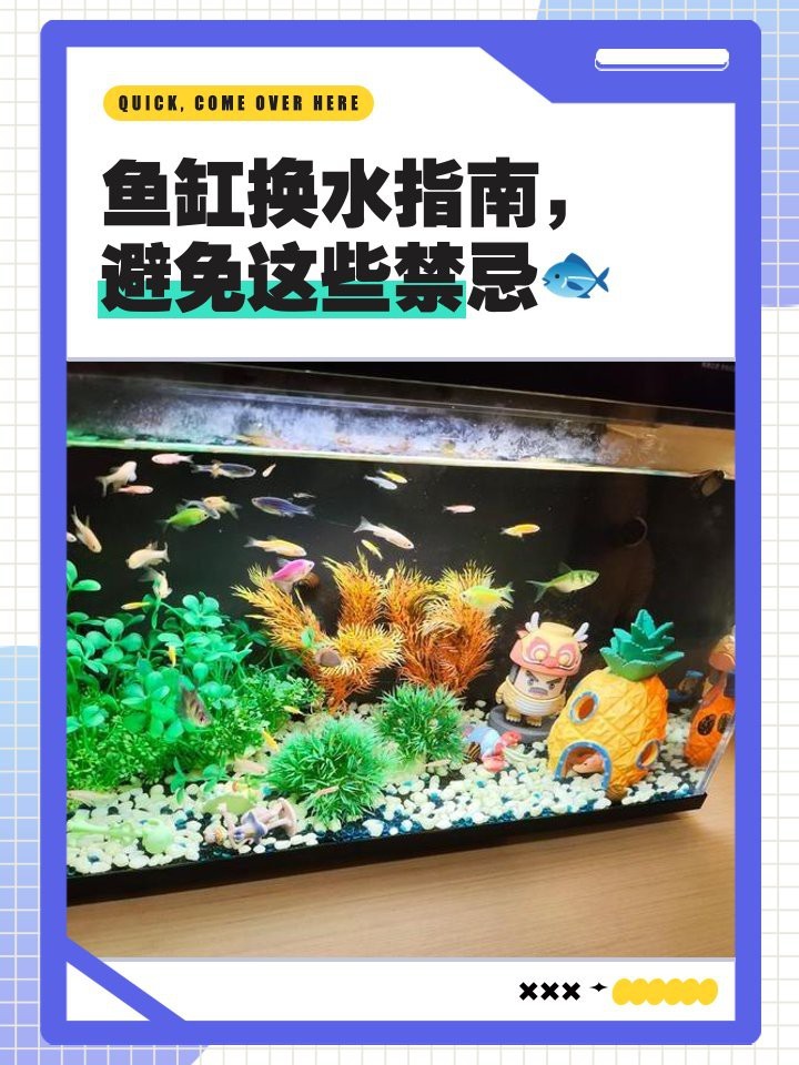 魚缸換水6大忌