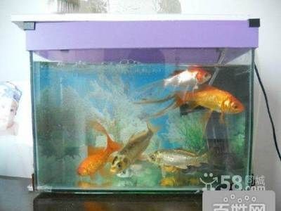 呼和浩特市（簡稱呼市）哪個地方的魚缸既便宜又好用：呼和浩特哪里的魚缸便宜又好用？