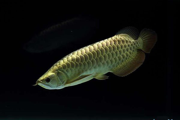 金頭過背金龍魚最忌諱三種水果