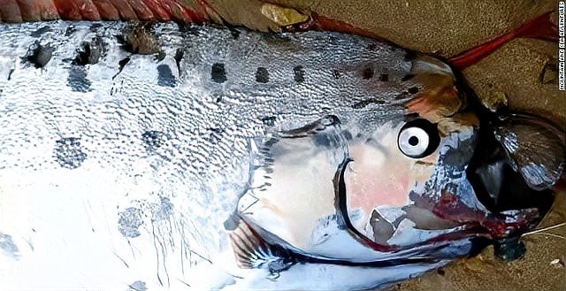 龍王魚為何會被稱為“地震魚”？