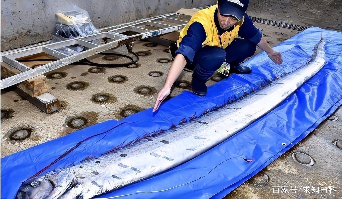 龍王魚為何會被稱為“地震魚”？