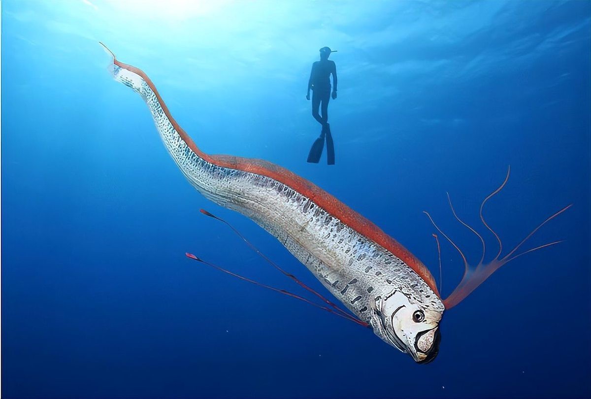 龍王魚為何會被稱為“地震魚”？