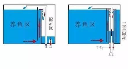玉田龍魚有哪些知名品牌？，國內玉田龍魚專業化運營