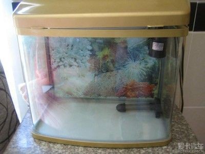 一品瀾合魚缸聲音大不大：一品瀾合魚缸噪音大不大