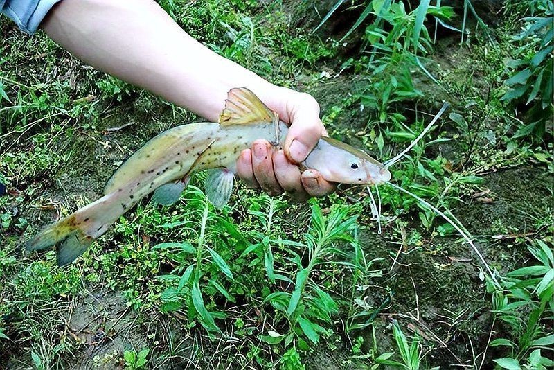 鯊魚一般多少錢一斤