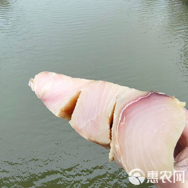 鯊魚一般多少錢一斤