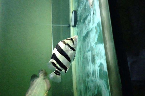 虎魚多久能長到30厘米 虎魚多久能長到30厘米 龍魚論壇 第6張