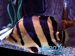 虎魚多久能長到30厘米 虎魚多久能長到30厘米 龍魚論壇 第3張