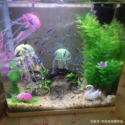 魚缸水質管理的重要性：剛買的石頭是否可以直接放入魚缸以及是否存在潛在的毒性問題